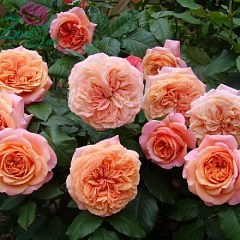 Роза чайно-гибридная "Чиппендейл" (Chippendale) 