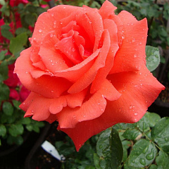 Роза чайно-гибридная "Тропикана" (Tropicana)