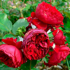 Роза флорибунда "Роткапчен" (Rotkappchen)