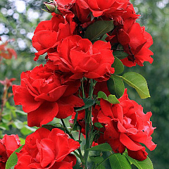 Роза плетистая "Грнандесса" (Grandessa)