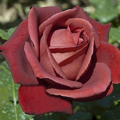 Роза чайно-гибридная "Терракота" (Terracotta)