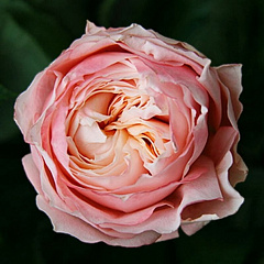 Роза японская "Принцесса Сакура" (Princess Sakura)